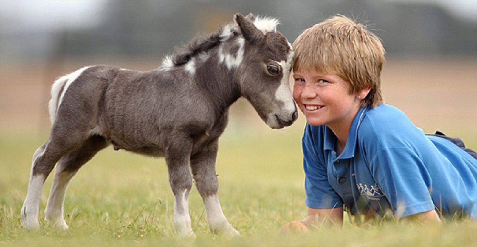 Miniature horse